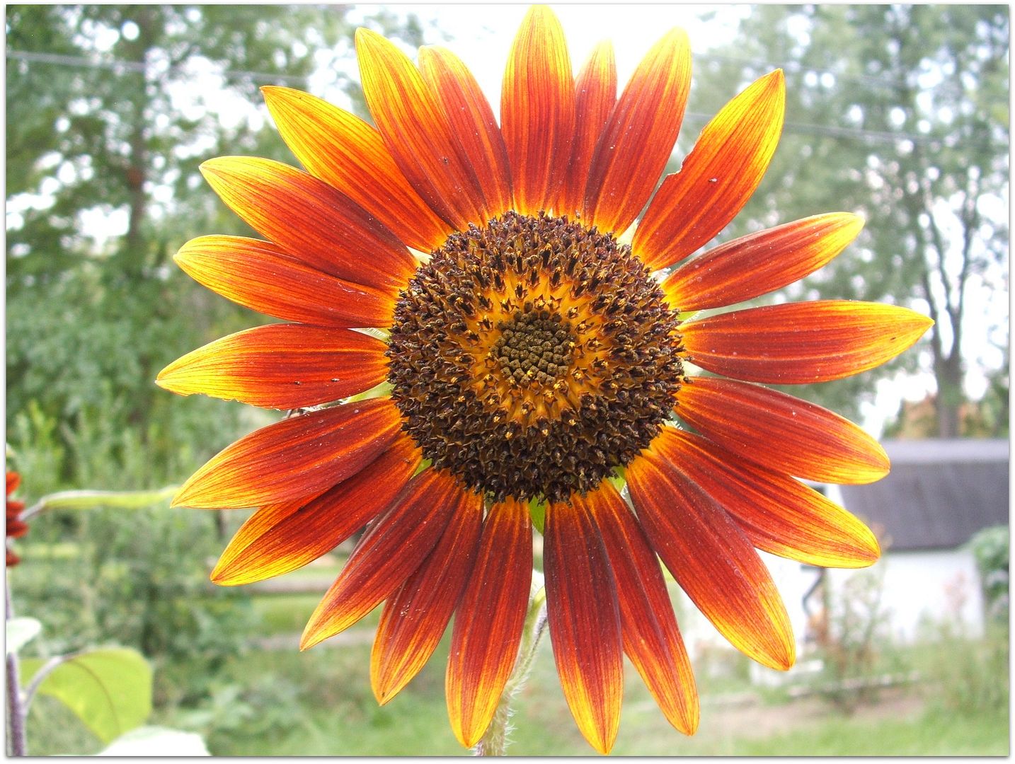 God's Growing Garden "Prado" Sunflowers